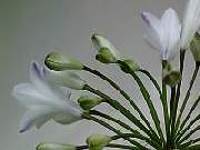 Agapanthus Bressingham White